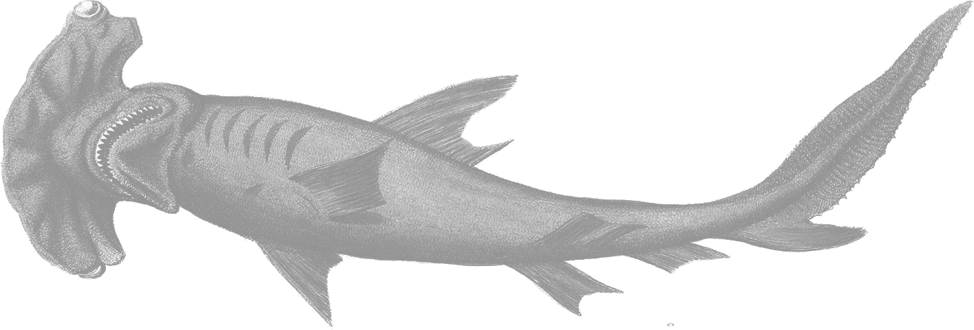 a hammerhead shark