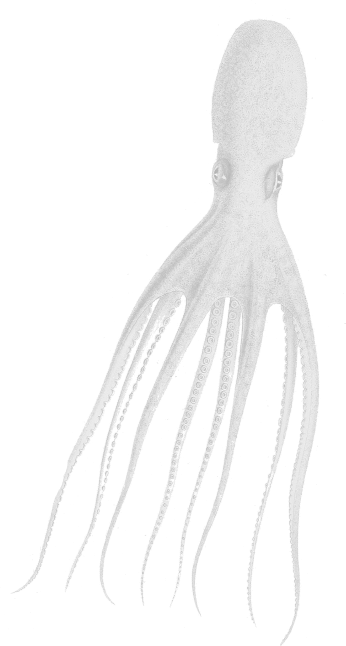 a white squid