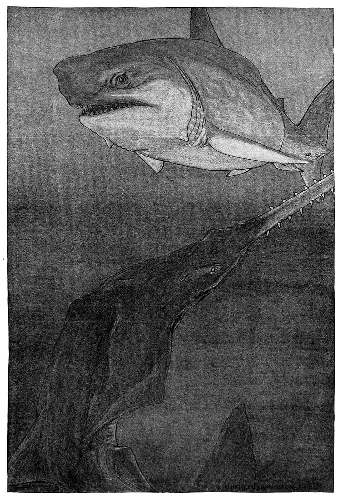 an illustration of a shark and a swordfish underwater. The swordfish swims beneath the shark, almost melting into the dark background