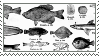 a stamp: multiple illustrated fish from an enciclopedia