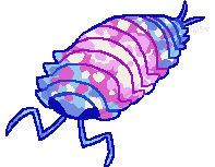 a cute, trans-flag-colored isopod