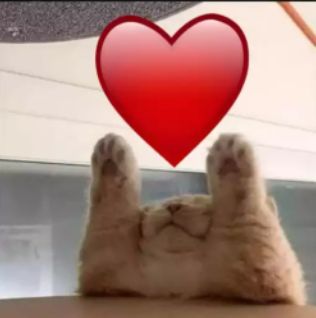 a cat holding a heart emoji. How cute!